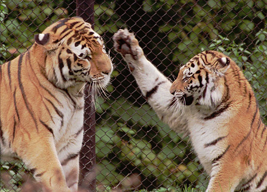 When animals kill: A Siberian female tiger, right, welcomes her new companion Sascha