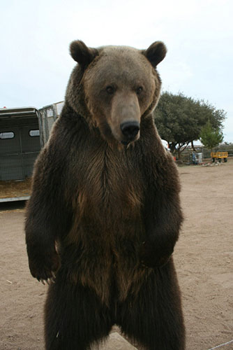 When animals kill: Rocky the grizzly bear at the Forever Wild animal sanctuary