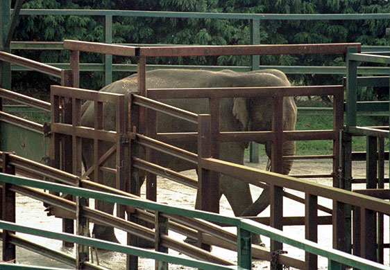 When animals kill: An elephant at Port Lympne Wild Animal Park, near Hythe in Kent