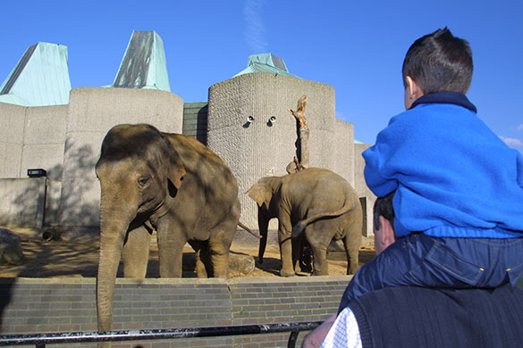 When animals kill: Elephants at London Zoo