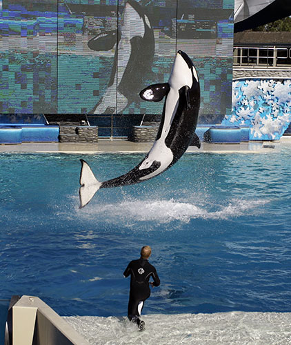 When animals kill: Killer whale Kasatka leaps out of the water