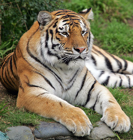 When animals kill: Tatiana, a female Siberian tiger