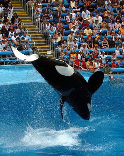 When animals kill: Ky, a 6,100-pound killer whale, performs at SeaWorld San Antonio