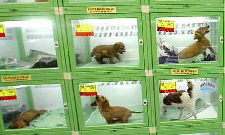 Puppies at a pet shop in Tokyo