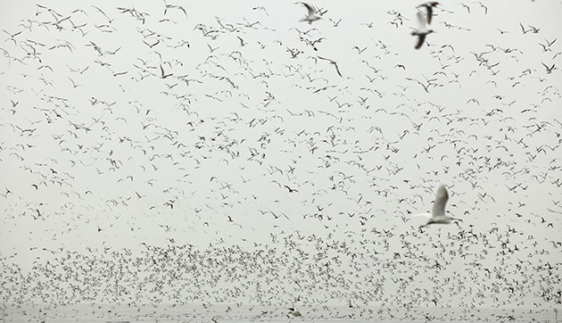 24 hours in pictures: China: Birds take to the air above the Mai Po nature reserve