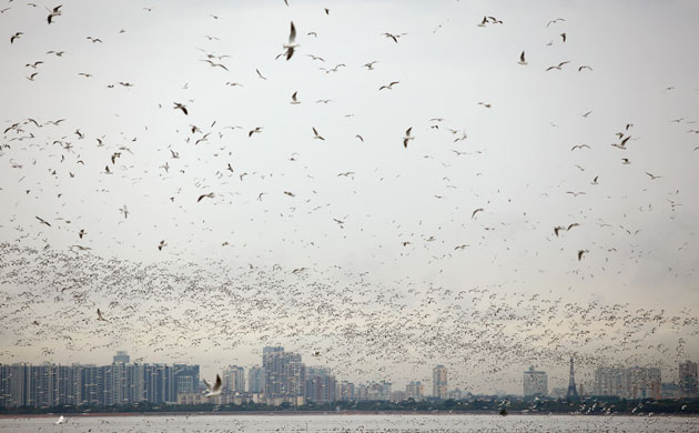 Week in Wildlife: Birds take to the air above the Mai Po nature reserve, Hong Kong