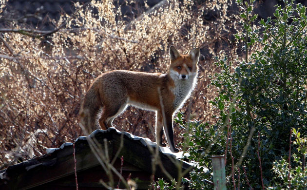 Week in Wildlife: A fox enjoys the Winter sunshine in a garden