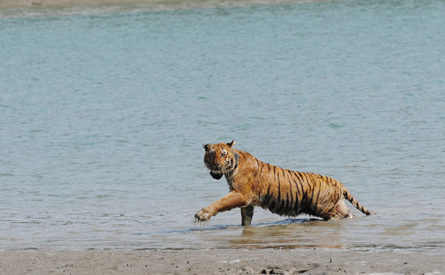 Week in Wildlife: A Royal Bengal Tigress being released in Sunderbans mangrove, India