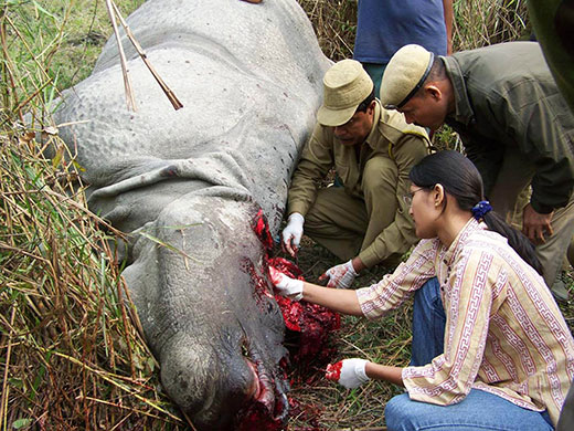 Week in Wildlife: rhinoceros killed by poachers inside the Kaziranga National Park