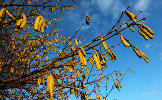 Week in Wildlife: Signs of spring, catkins on a tree branch against a blue sky