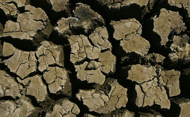 Week in Wildlife: A dead snail lies on a partially dried reservoir in Shilin county, Kunming,