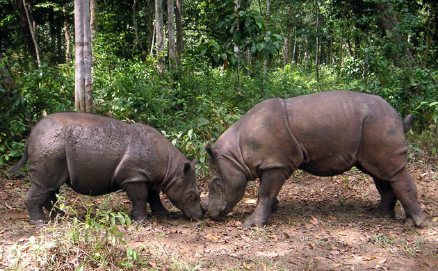 Week in Wildlife: first Sumatran rhino pregnancy in Southeast Asia 
