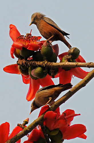 Week in Wildlife: A Maina bird flies over a Simolu flower tree, Guwahati city, India