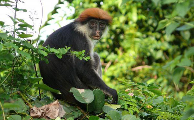 Week in Wildlife: Udzungwa red colobus monkey