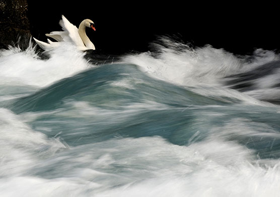 24 hours: Struga, Macdeonia: A swan swims at the river mouth 