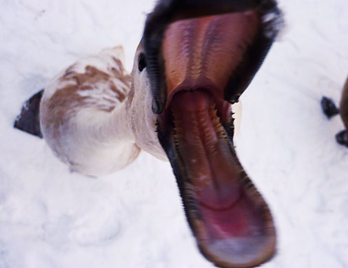 In Pictures: greed: swan's mouth