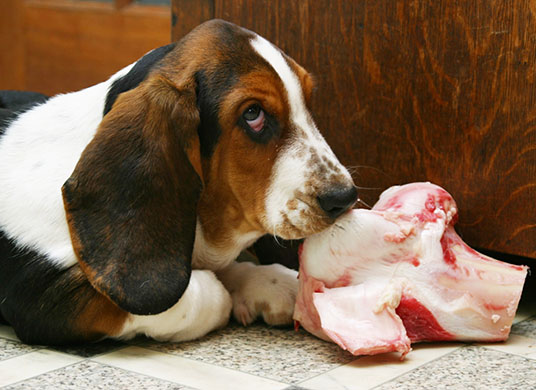 In Pictures: greed: Basset Hound