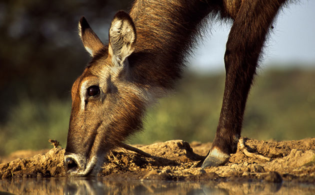Great Rift Valley Kenya: Spectacular Pictures From Greg du Toit : female Waterbuck