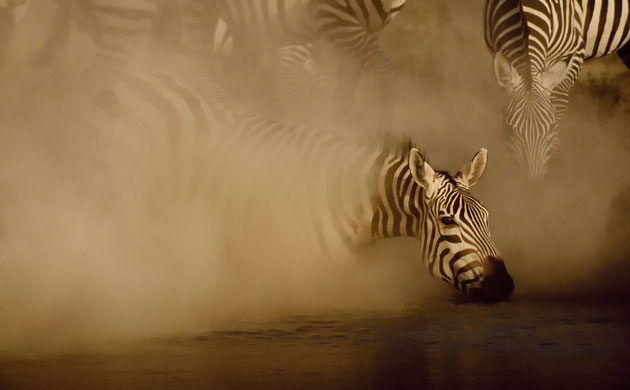 Great Rift Valley Kenya: Spectacular Pictures From Greg du Toit : A Zebra stallion 