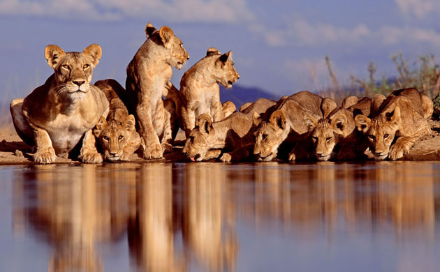 Great Rift Valley Kenya: Spectacular Pictures From Greg du Toit : a Lioness and juvenile Lions