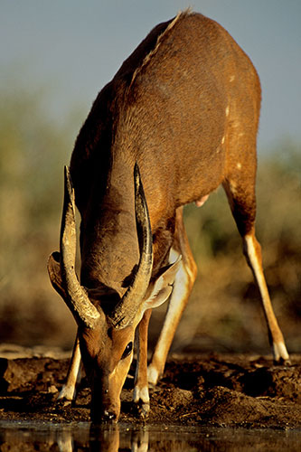 Great Rift Valley Kenya: Spectacular Pictures From Greg du Toit : A male Bushbuck antelope 