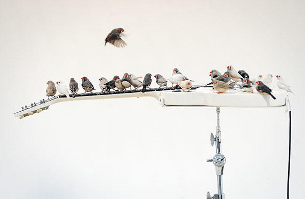 24 Hours in Pictures: Zebra Finches perch on an electric guitar at an art installation