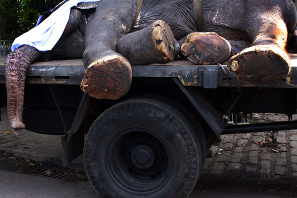 24 hours: Burial of a temple elephant in Colombo, Sri Lanka