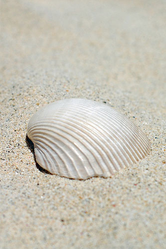 Purple DeeBee's folio: A review of Purple DeeBee's portfolio