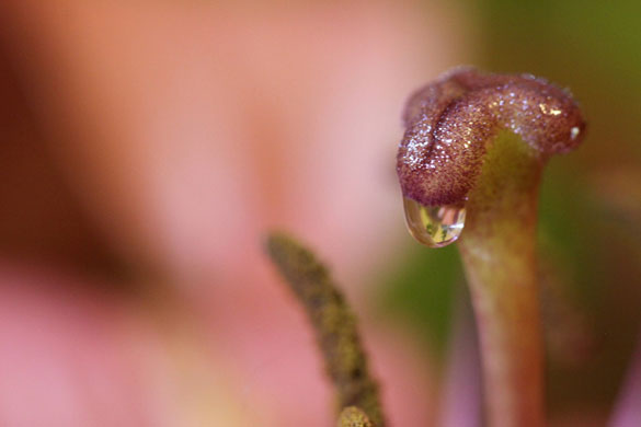 Andy Web's macro: Andy Web participates in the macro photography monthly assignment