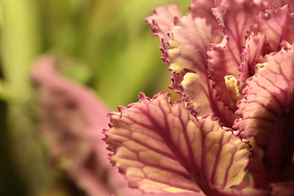 Andy Web's macro: Andy Web participates in the macro photography monthly assignment