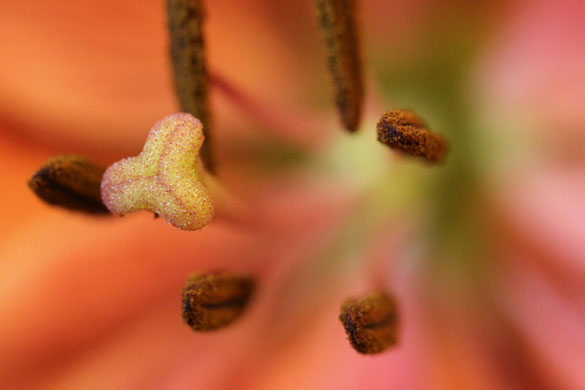 Andy Web's macro: Andy Web participates in the macro photography monthly assignment