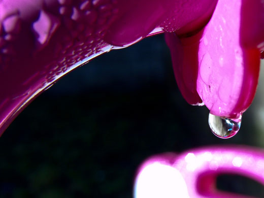 Cagey 75's macro: Cagey 75 participates in the macro photography monthly assignment