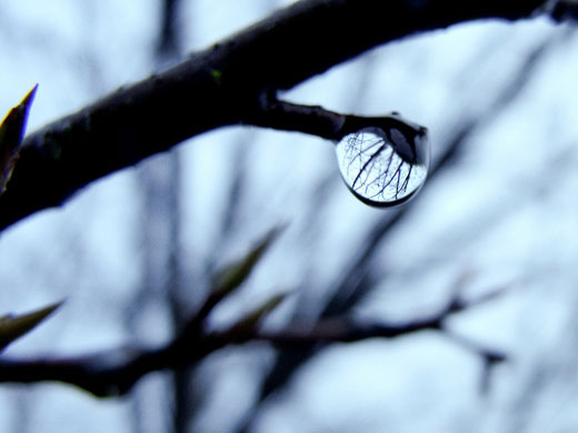 Cagey 75's macro: Cagey 75 participates in the macro photography monthly assignment