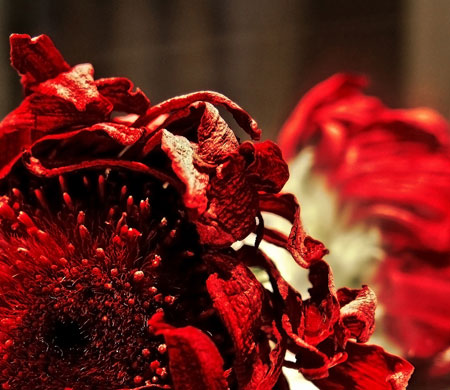 Cagey 75's macro: Cagey 75 participates in the macro photography monthly assignment