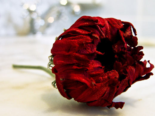 Cagey 75's macro: Cagey 75 participates in the macro photography monthly assignment