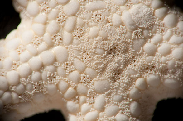 Ben Carrdus's macro: Ben Carrdus participates in the macro photography monthly assignment