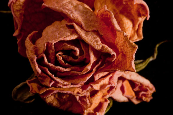 Ben Carrdus's macro: Ben Carrdus participates in the macro photography monthly assignment