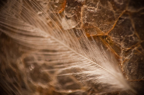 Ben Carrdus's macro: Ben Carrdus participates in the macro photography monthly assignment