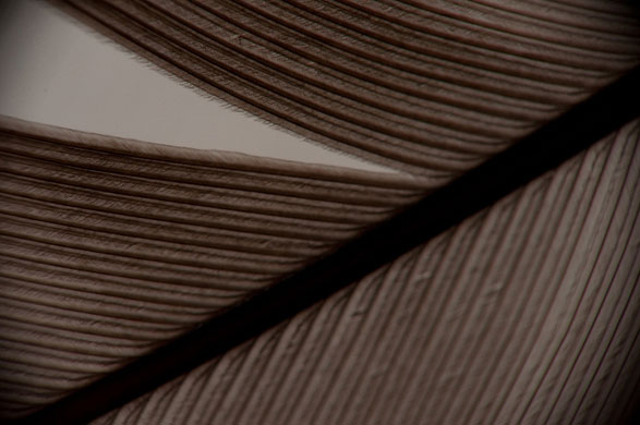 Ben Carrdus's macro: Ben Carrdus participates in the macro photography monthly assignment