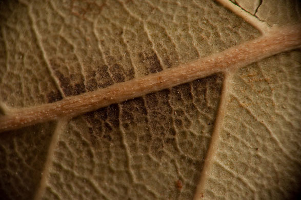 Ben Carrdus's macro: Ben Carrdus participates in the macro photography monthly assignment