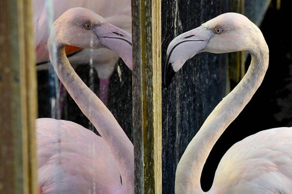 Eyewitness: Gloucestershire, UK: A juvenile greater flamingo