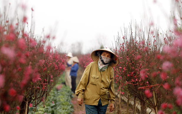 Eyewitness: Nhat Tan, Vietnam: Farmers tend to peach blossom trees at a garden