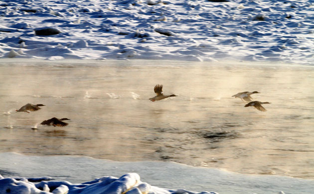week in wildlife: Ducks fly over sheets of ice on the river Oder glitter