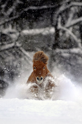 week in wildlife: A shetland pony gallops through the snow in Breckerfeld, western Germany