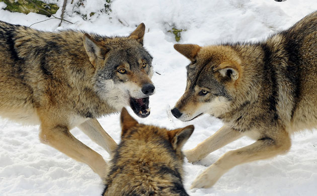 week in wildlife: Three wolves play in the snow in Worms, Germany
