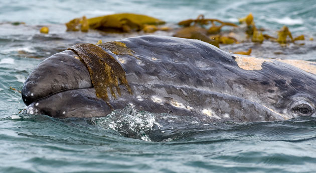 week in wildlife: A grey whale calf plays with sea plants in the Ojo de Liebre lagoon Mexico