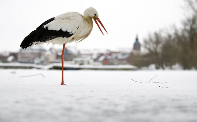 week in wildlife: A white stork stands at the river Havel in Havelberg, northeastern Germany
