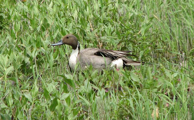 week in wildlife: A northern pintail drake stands at nearly dry prairie pothole, South Dakota