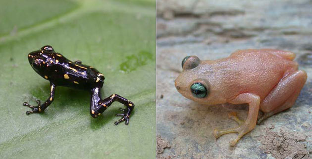 week in wildlife: Juvenile (L) and adult (R) Oreophryne ezra frogs