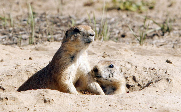 week in wildlife: Prairie Dogs the Rocky Mountain Arsenal Wildlife Refuge in Denver